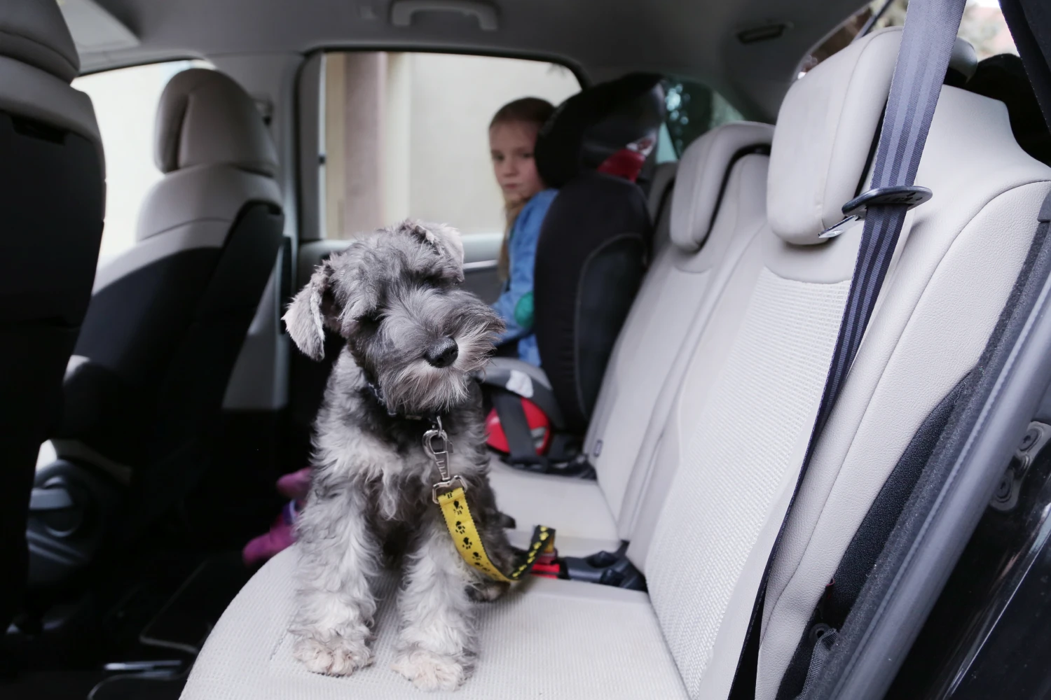 Chevrolet Impala back seat cover for Standard Schnauzers