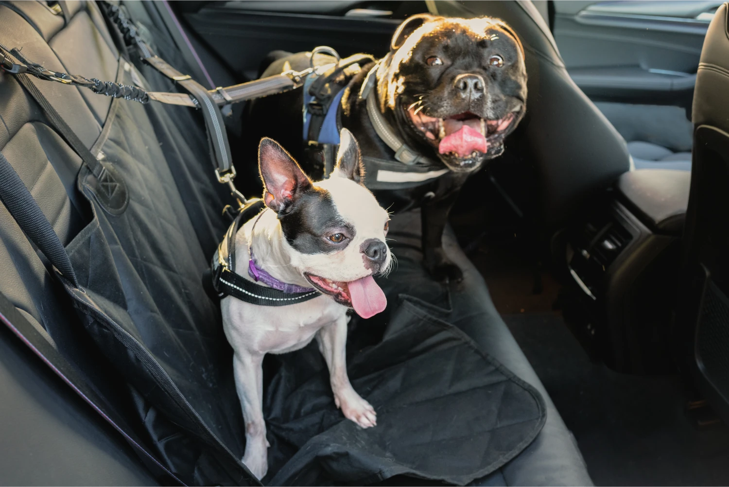 Buick Enclave Dog Safety Belt for St. Bernards