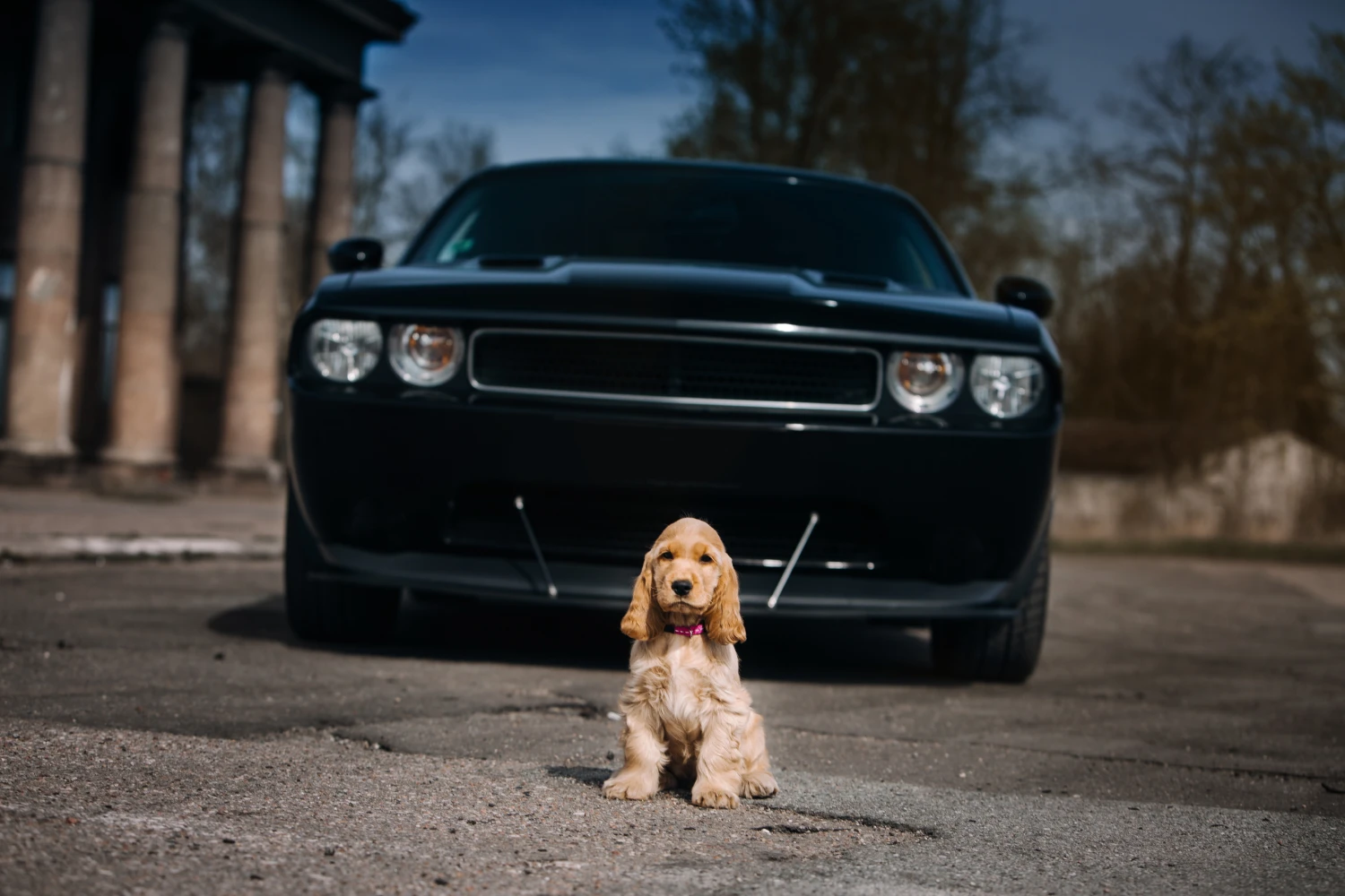 Nissan Rogue Dog Safety Belt for Cocker Spaniels