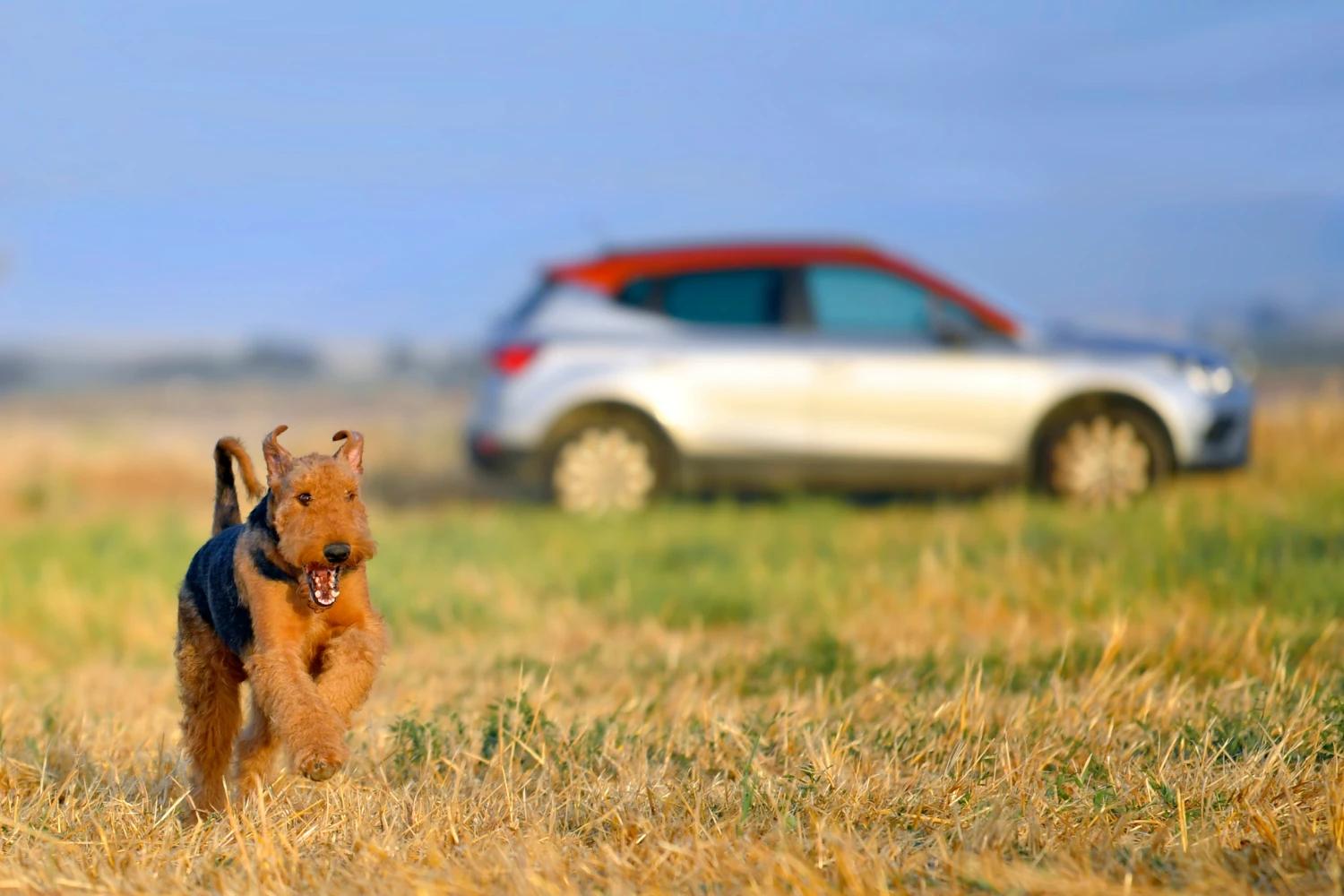 Chevrolet Traverse Dog Safety Belt for Airedale Terriers