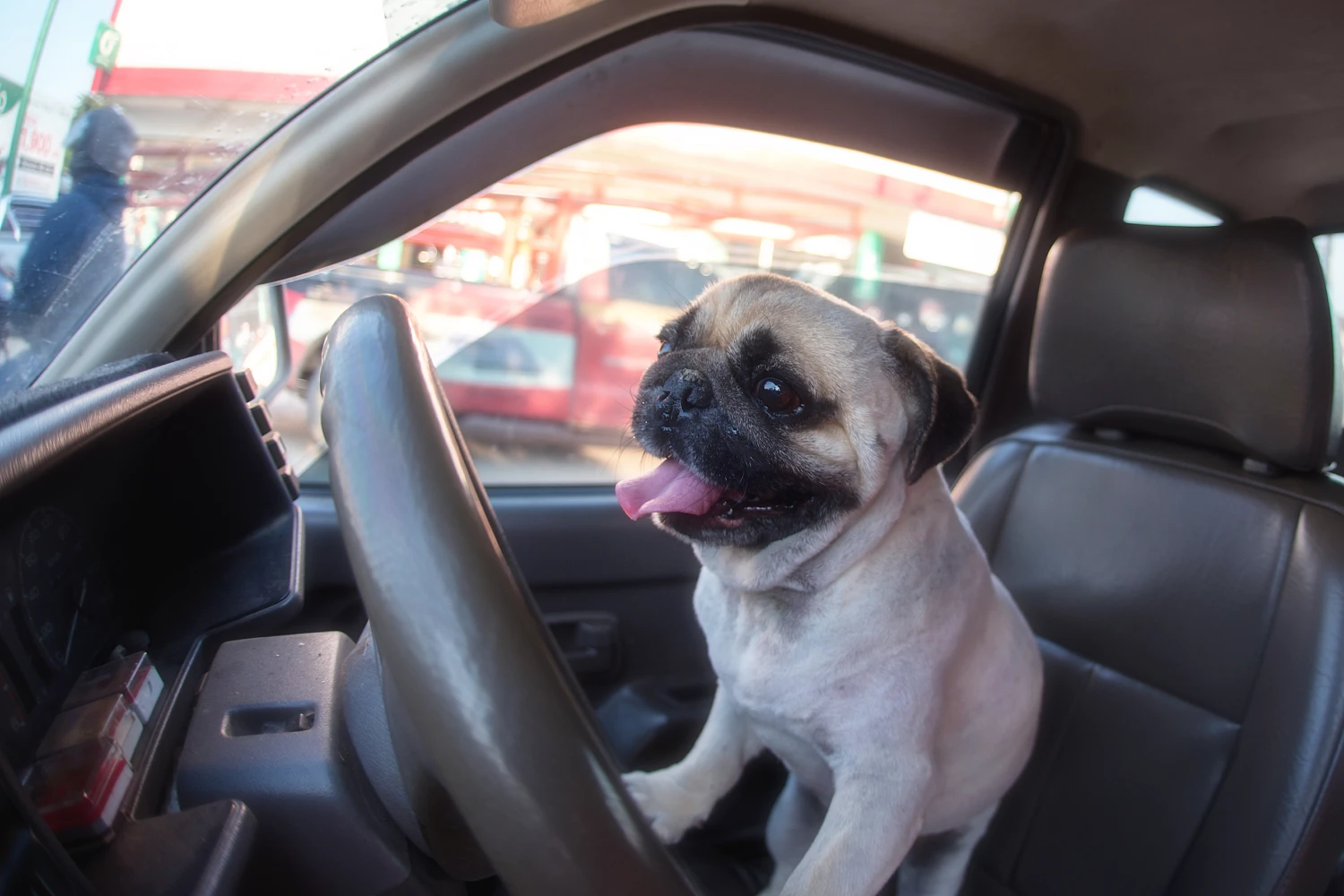 Nissan Frontier Dog Car Seat for Pugs