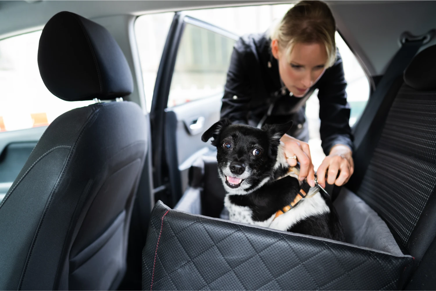 Buick Enclave Dog Safety Belt for St. Bernards