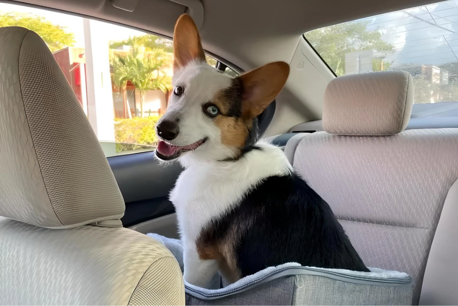 Chevrolet Impala Dog Car Seat for Cardigan Welsh Corgis