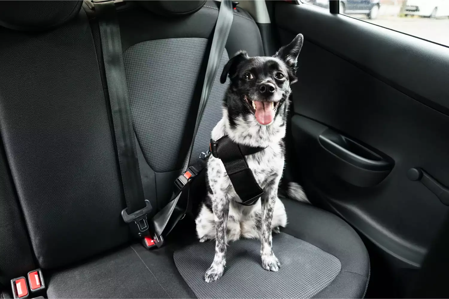 Miniature Pinschers  Dog Safety Belt for Dodge Durango