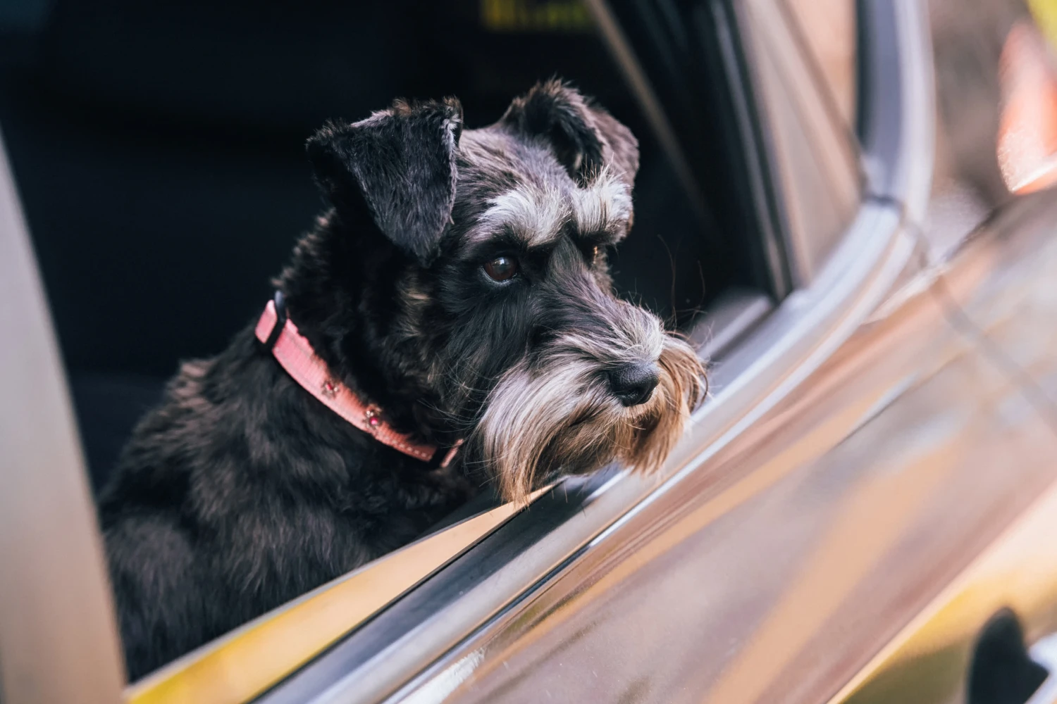 Acura MDX Dog Car Seat for Miniature Schnauzers