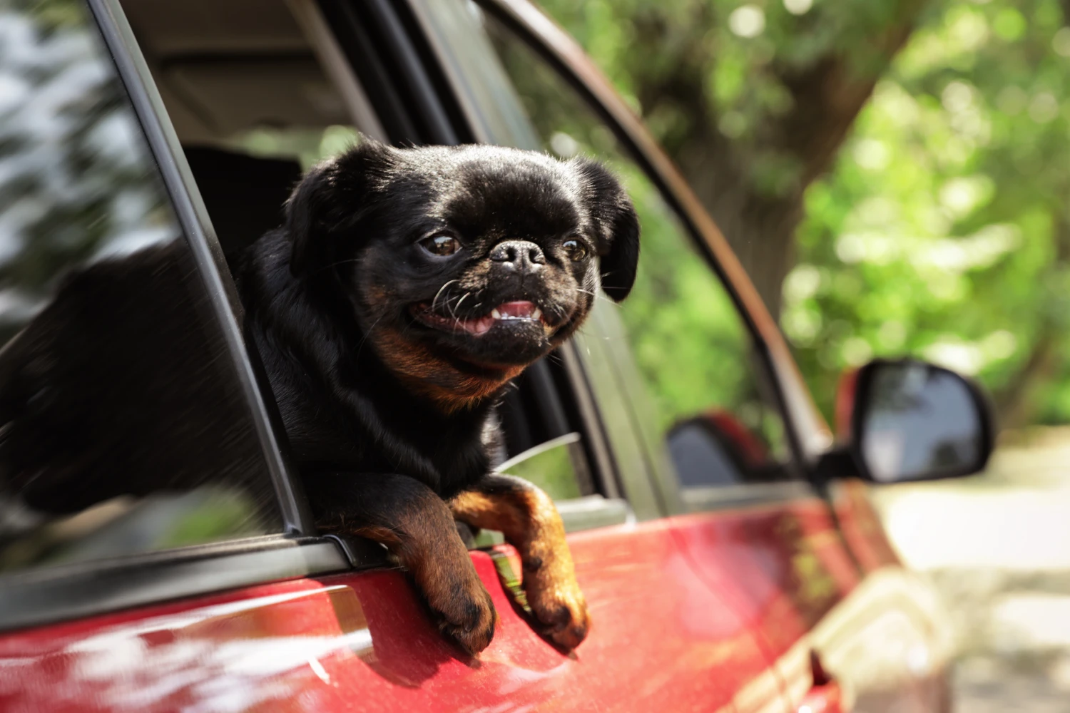 Kia Sportage Dog Car Seat for Brussels Griffons