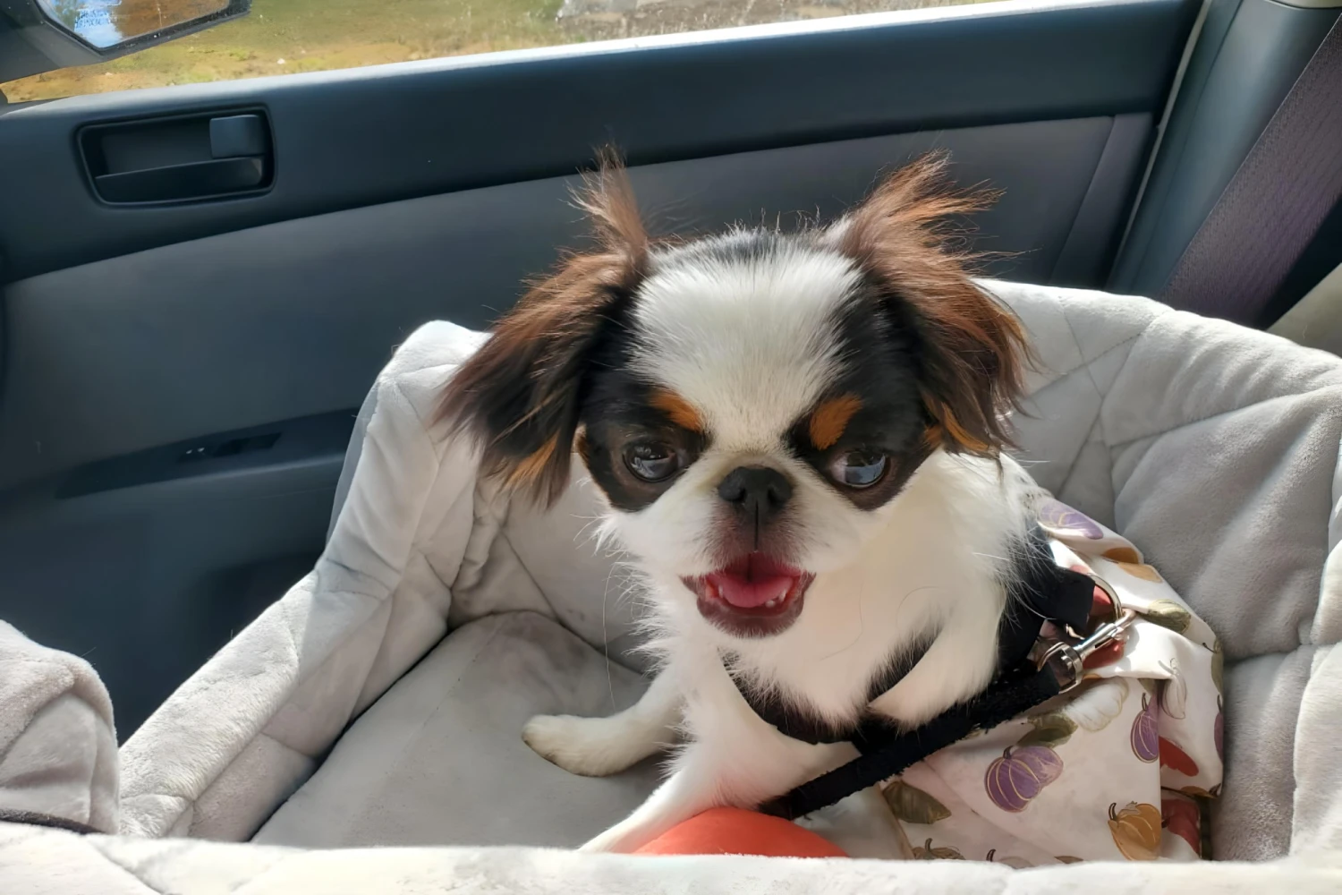 Dog Carrier Purse for Japanese Chin