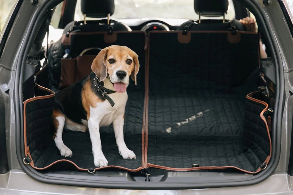 Dodge Charger back seat cover for Dogo Argentinos