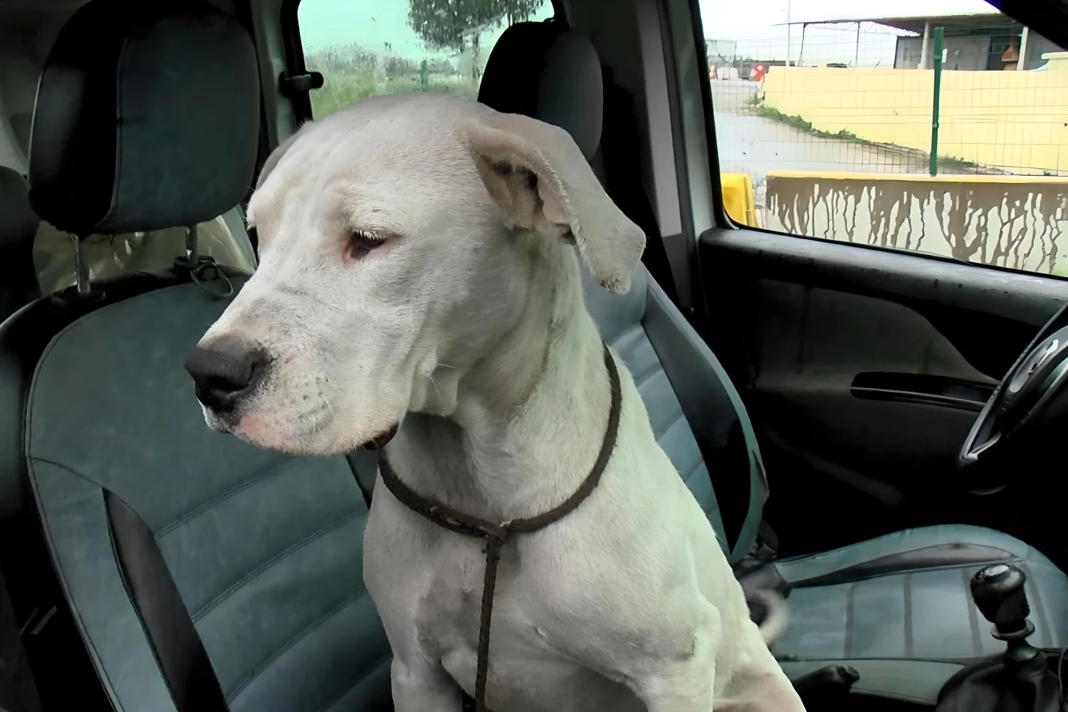 Dodge Charger back seat cover for Dogo Argentinos