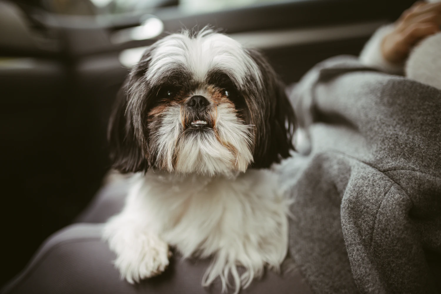 Ford Expedition Dog Car Seat for Shih Tzu