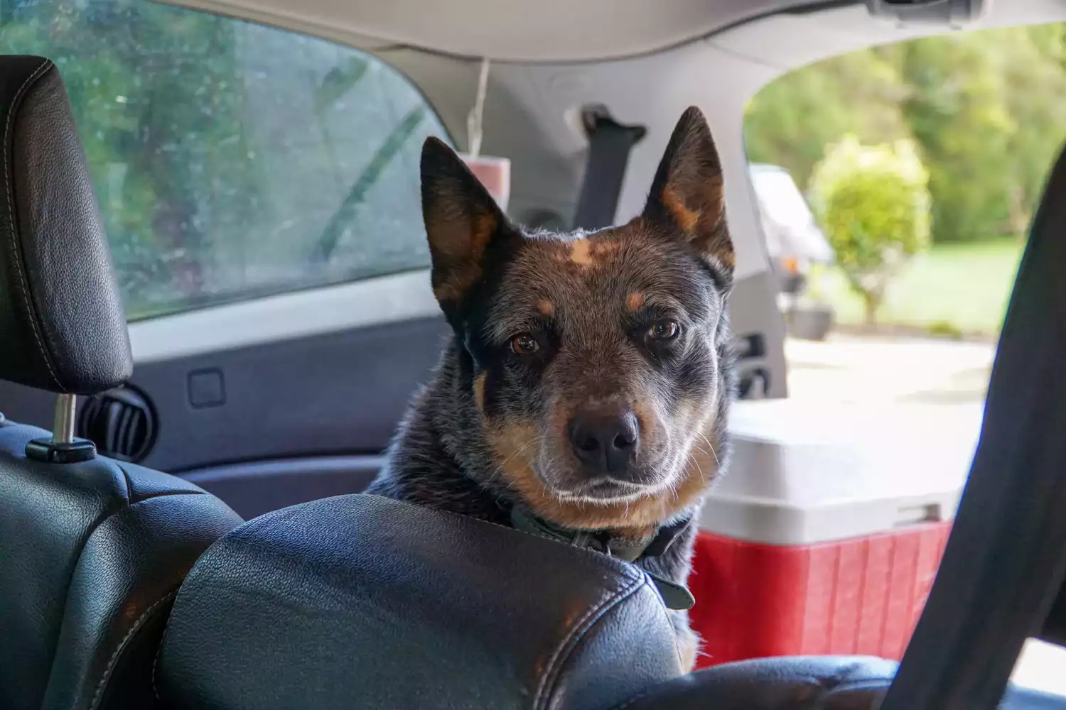 Chevrolet Equinox Dog Safety Belt for Australian Cattle Dogs