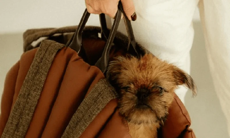 Dog Carrier Purse for Rat Terrier