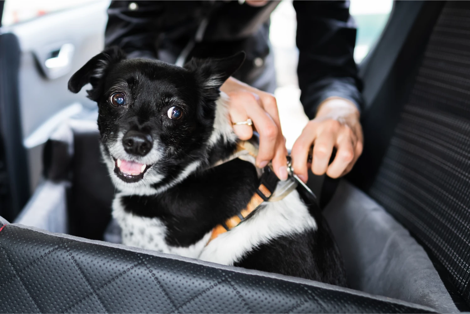 Chevrolet Equinox Dog Safety Belt for Australian Cattle Dogs