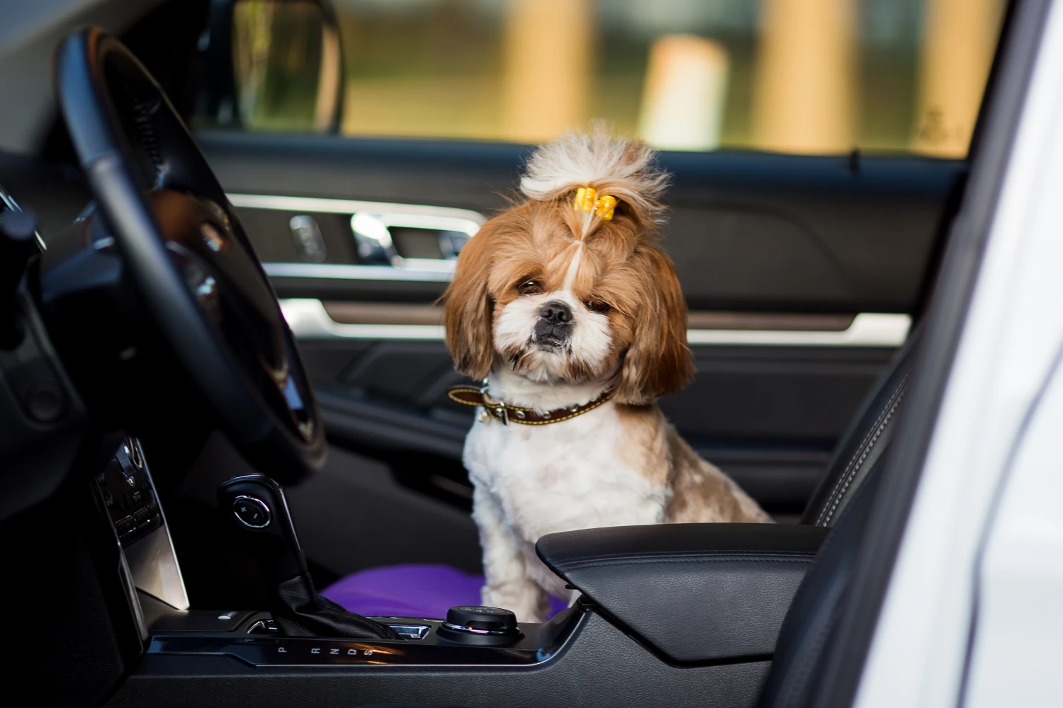 Lexus NX Dog Car Seat Belt for Shih Tzu