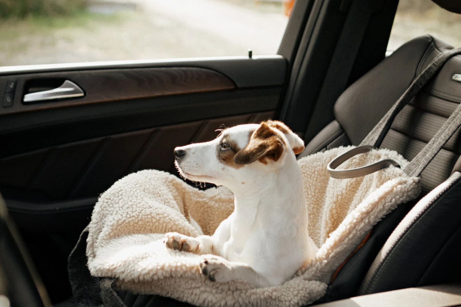 Dog Carrier Purse for Norfolk Lurcher