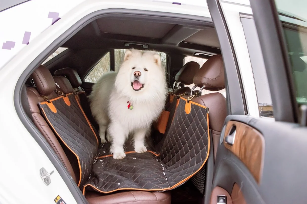 Honda Fit back seat cover for Yorkshire Terriers