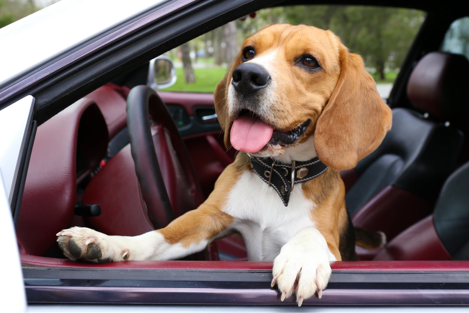 Dodge Grand Caravan Dog Safety Belt for Beagles