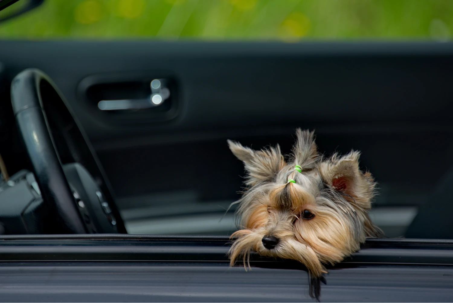 Honda Fit back seat cover for Yorkshire Terriers