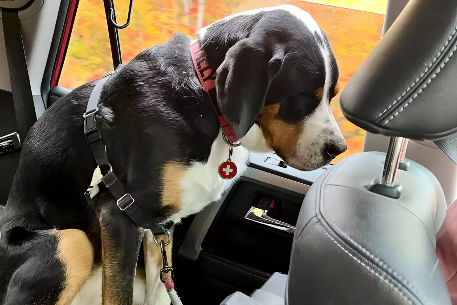 Hyundai Tucson Dog Safety Belt for Greater Swiss Mountain Dogs