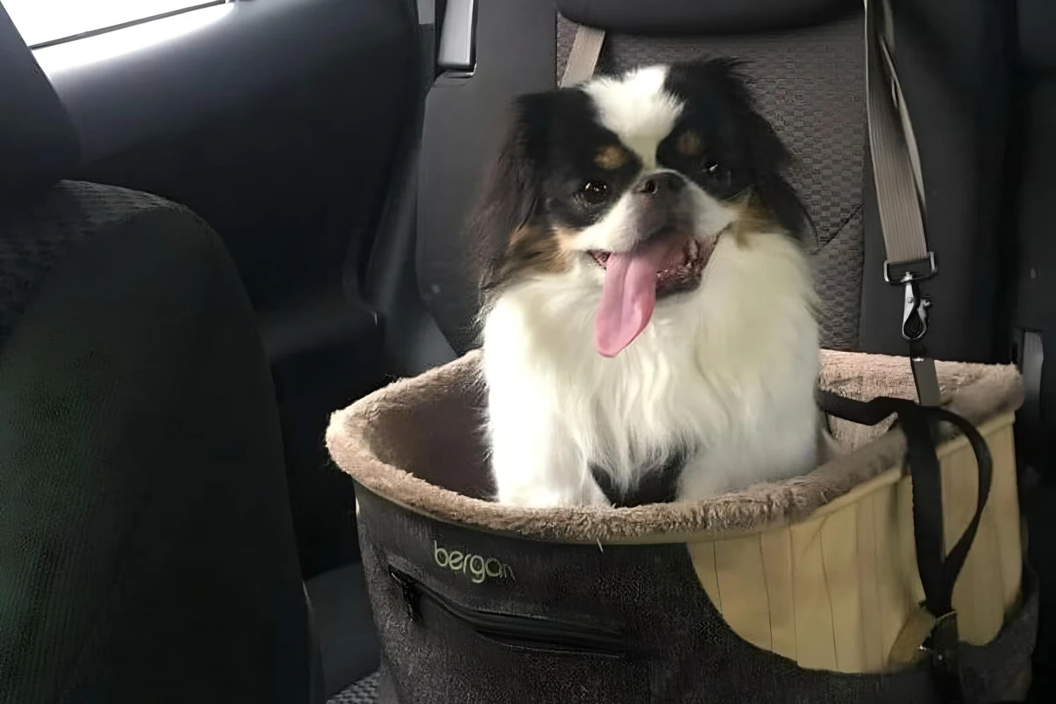 BMW X5 Dog Car Seat for Japanese Chin